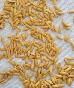 Honeydew Melon seeds, Organic, Non-GMO